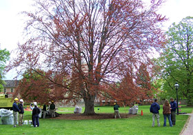 Copper Beech