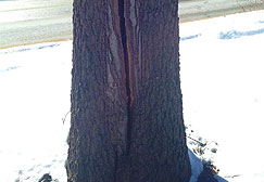 winter bark splitting freeze and thaw damage to tree