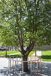The Survivor Tree