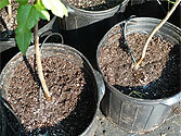 Survivor Tree Seedlings